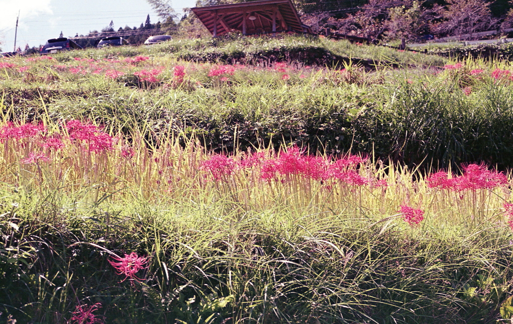 幾重にも重なる秋の色