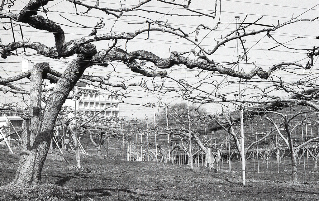果樹の風景Ⅱ　～東谷山フルーツパーク