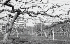 果樹の風景Ⅱ　～東谷山フルーツパーク