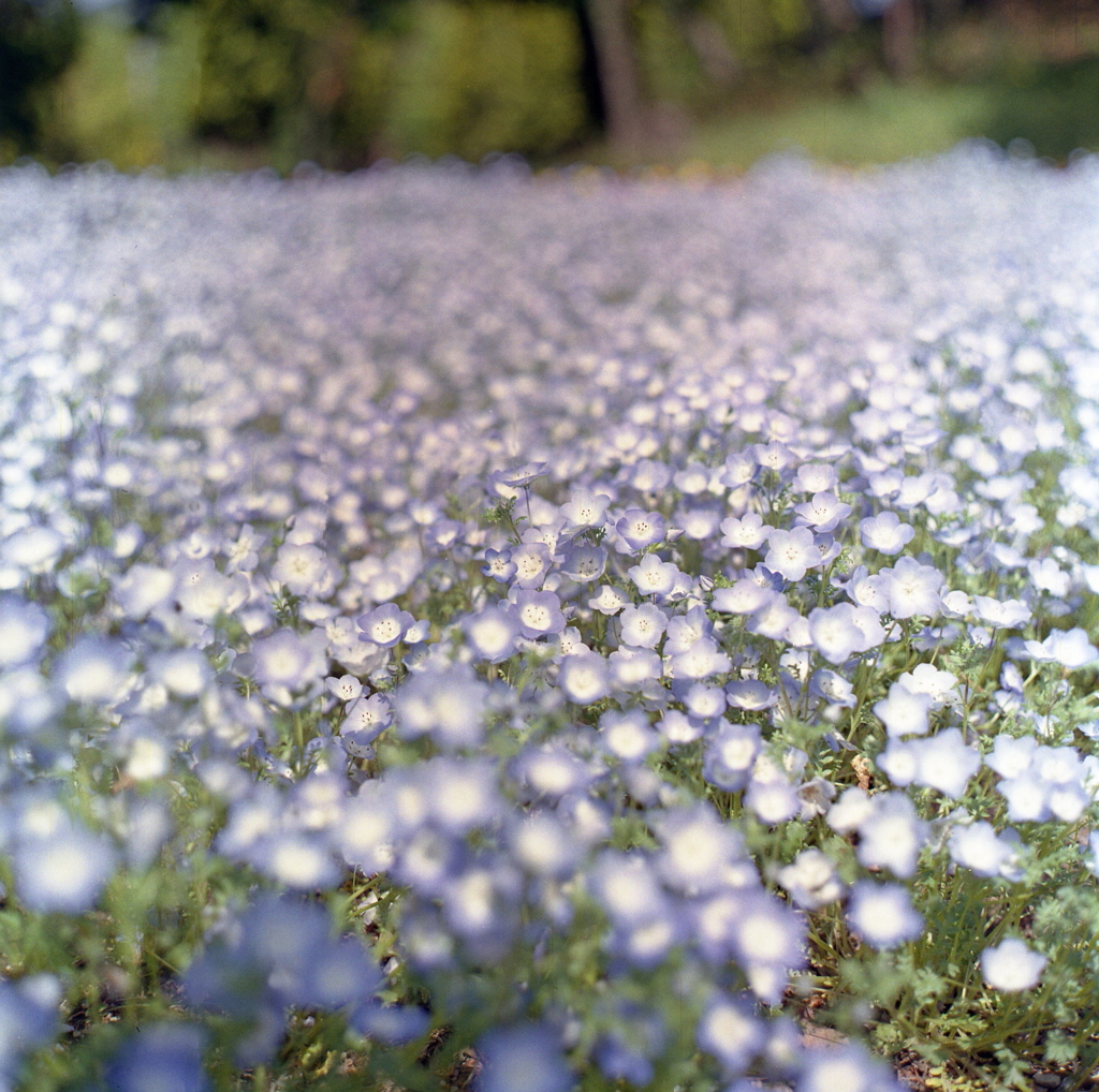 ネモフィラの花言葉は…