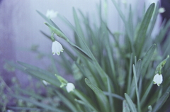 白と緑だけのスノーフレーク