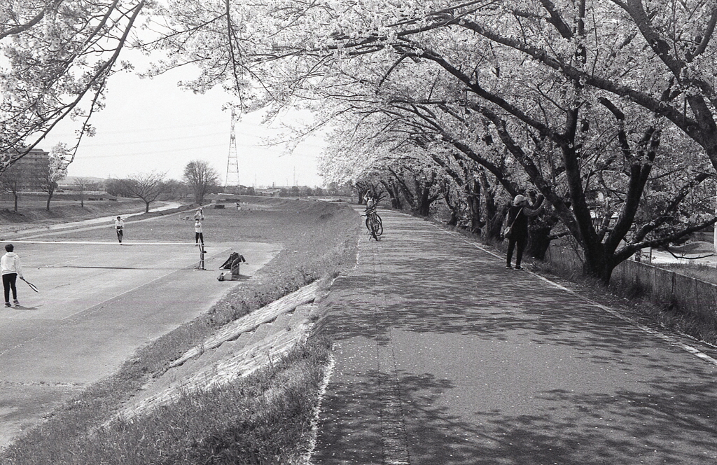 テニスコートもある桜道