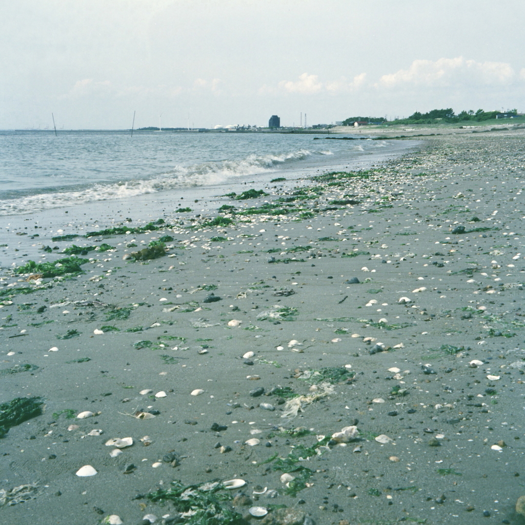 私の耳は貝の殻 海の響きを懐かしむ