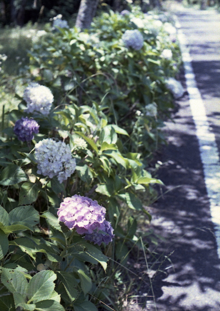 路傍の紫陽花Ⅲ