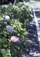 路傍の紫陽花Ⅲ