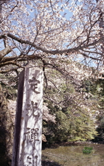 定光寺の桜Ⅱ