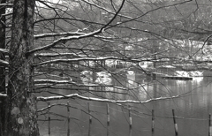 モノクロームな雪の植物園　Ⅴ