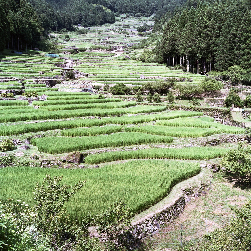 また秋色の四谷千枚田を撮りにこようかな。