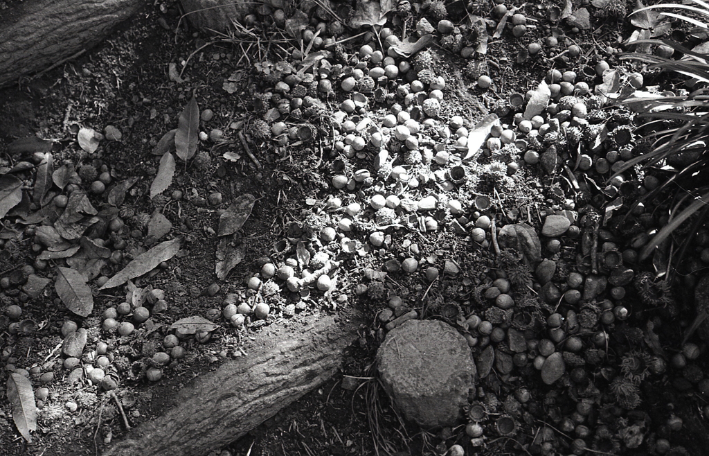 杭の階段はどんぐりだらけ！