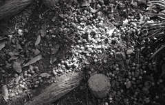 杭の階段はどんぐりだらけ！