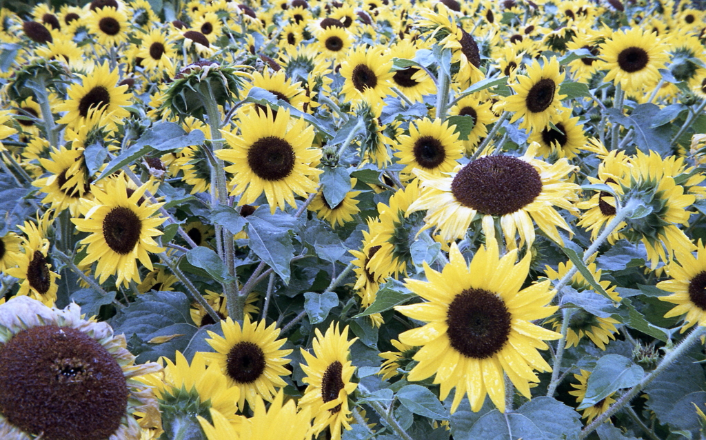個性豊かな向日葵たち