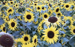 個性豊かな向日葵たち