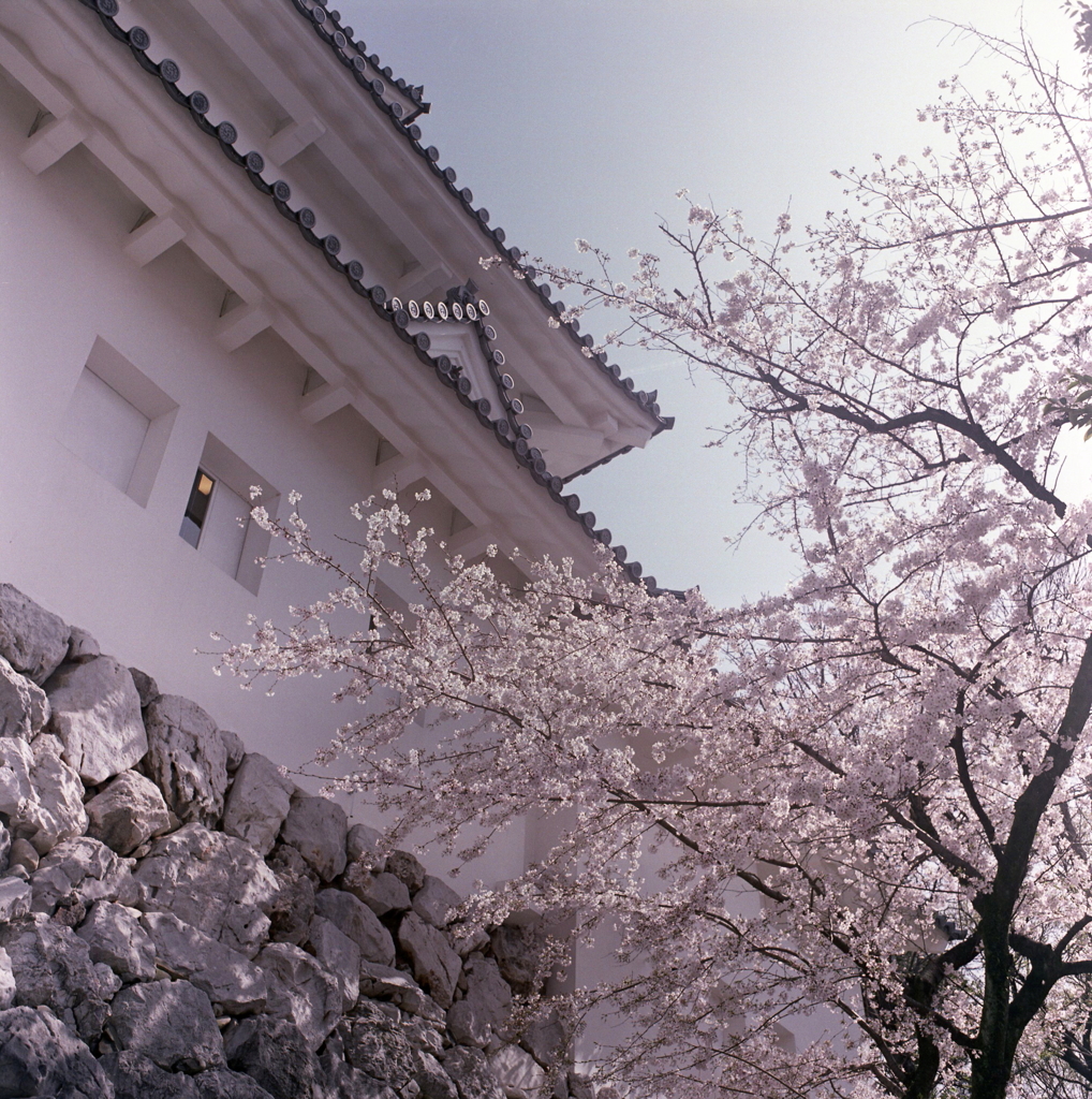 大垣城の春景色Ⅲ