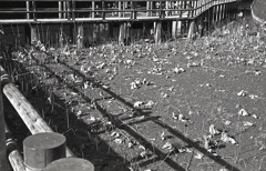 蓮の冬景色 蓮の冬景色