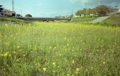 この広い野原いっぱい咲く花を…