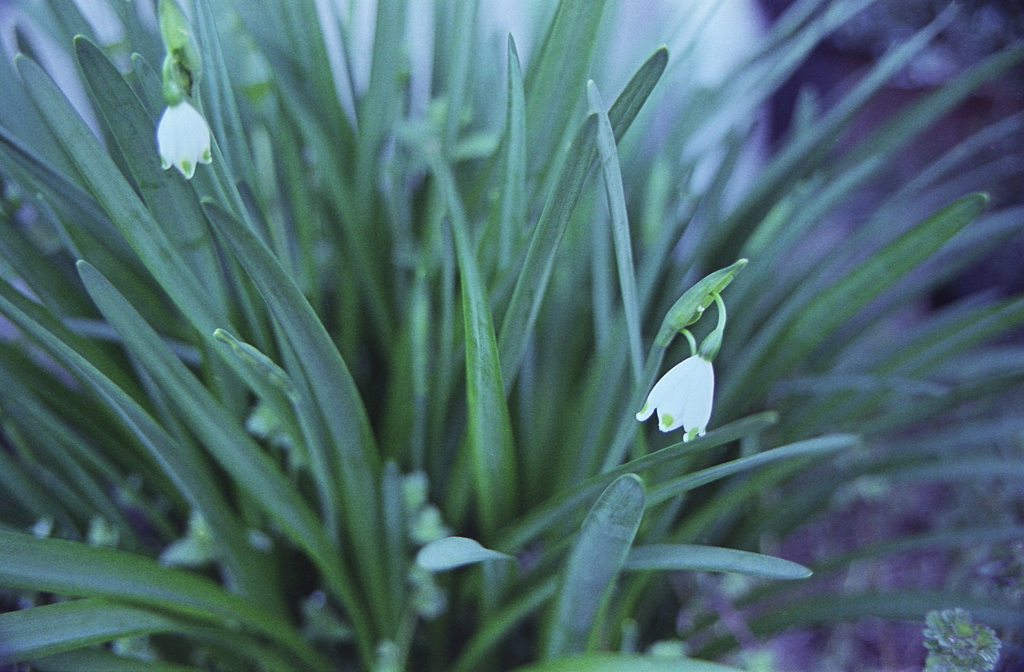 スノーフレークが咲いたよ。　～昨日の現像より
