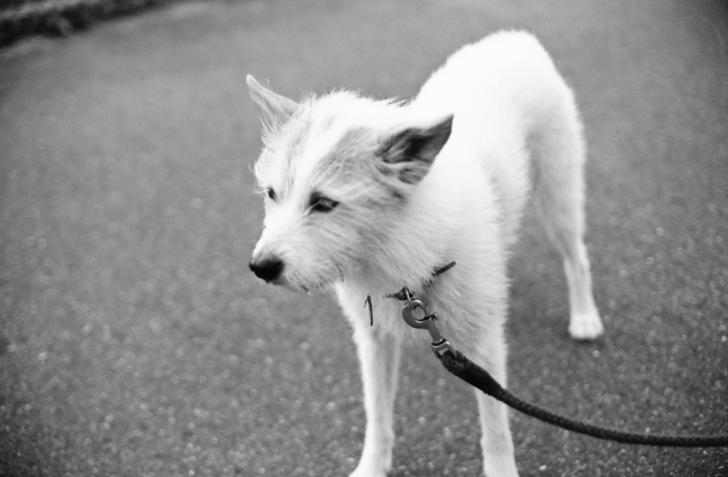 知人の愛犬です。（笑
