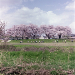 桜並木と歩く園児 桜並木と歩く園児
