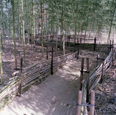 竹林の道を歩く