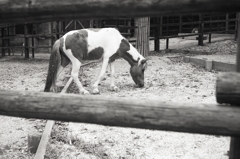 動物舎のポニー