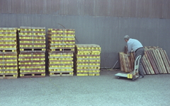 黄色い整理された薪　～八幡温泉