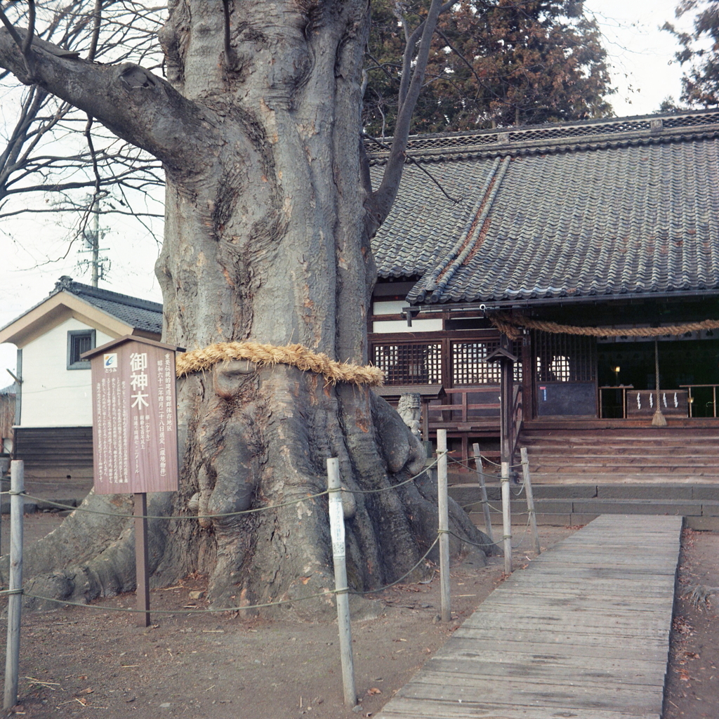 注連縄の御神木