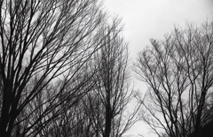 雨空の木立