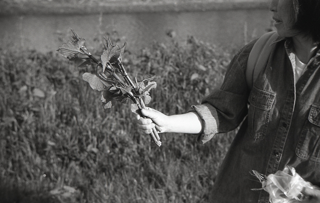 イタドリというらしい