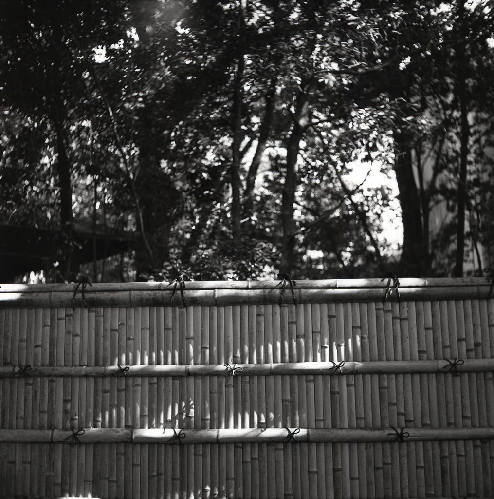 木漏れ日の竹塀