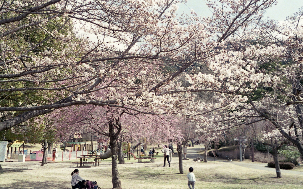 桜のある風景