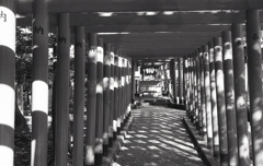 陽射しさす赤鳥居