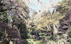 庭から望む春の陽ざしは強かった。