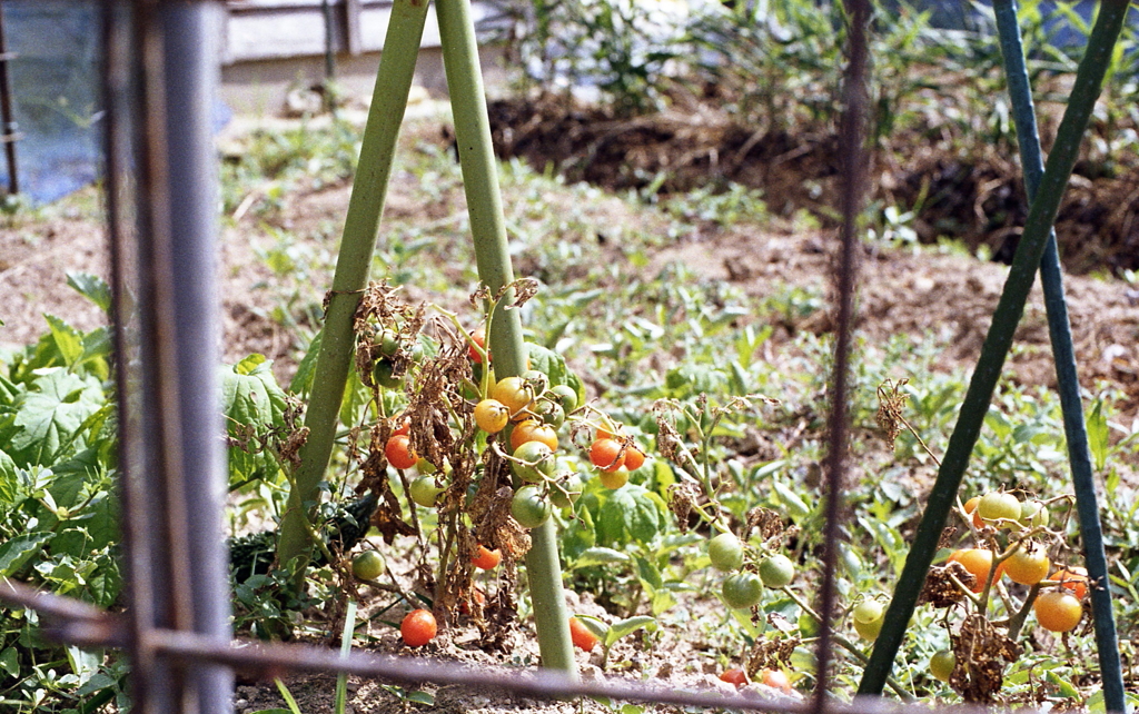 お日様いっぱい浴びたプチトマト