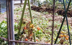 お日様いっぱい浴びたプチトマト