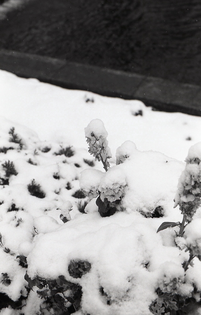 雪中の花々