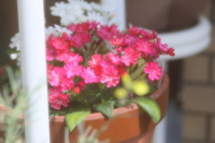 玄関先の赤い花 玄関先の赤い花