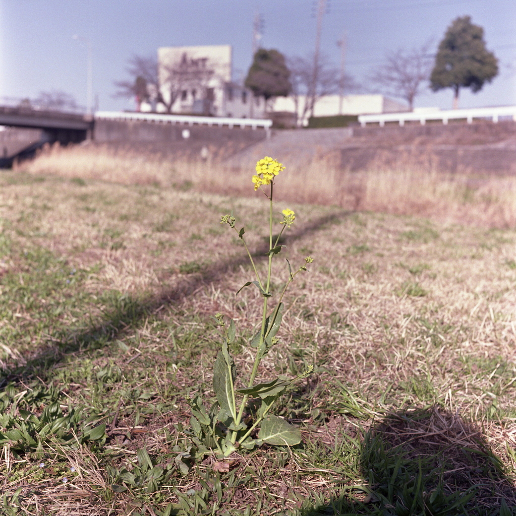 菜の花一輪　～流石フジのフィルムは違うね。