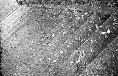 雨降り散歩　～AGFA（アグファ）の散歩道