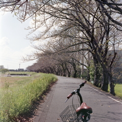 秋口の桜並木を自転車で…