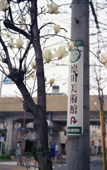 白く咲くモクレンの花