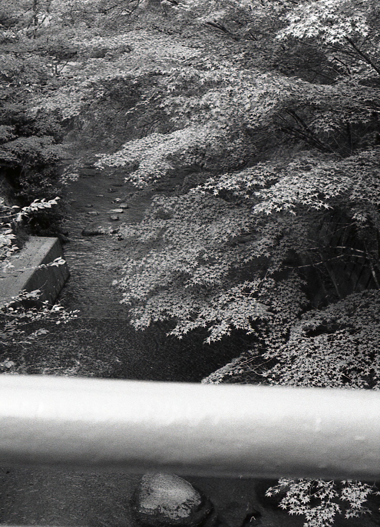 橋から見下ろす青紅葉