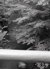 橋から見下ろす青紅葉