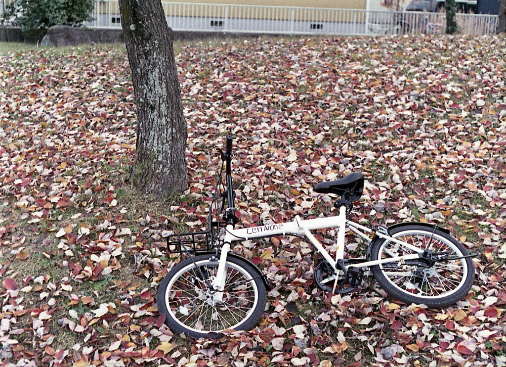 落ち葉と自転車の風景