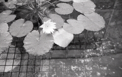小雨の睡蓮