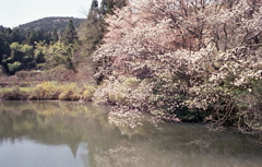 三之倉の桜