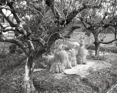 藁人形と柿の木　～四種のフィルムでPEN EE