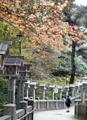 下り参道の石灯篭