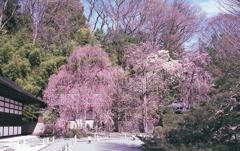 春の慈雲寺に桃色景色