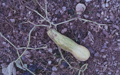 置き去りにされたへちまひょうたん