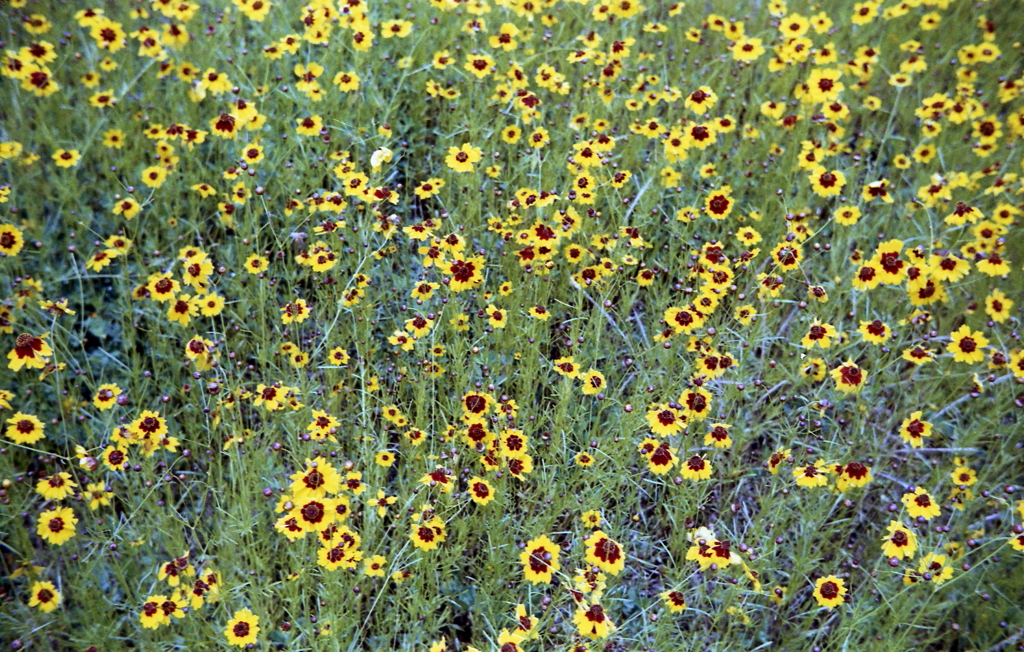 さて、なんという花なんでしょうか。（苦笑